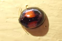 Argopistes coccinelliformis