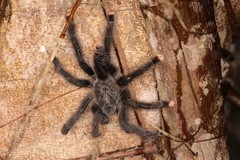 Avicularia