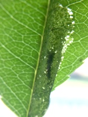 Phyllonorycter propinquinella