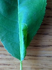 Phyllonorycter propinquinella