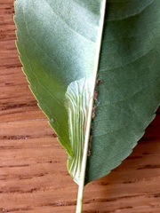 Phyllonorycter propinquinella