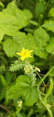 Tribulus terrestris