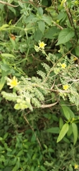 Tribulus terrestris