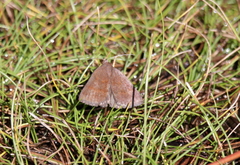 Argyrostrotis deleta
