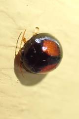 Argopistes coccinelliformis