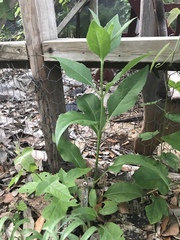 Silphium integrifolium