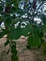 Pterocarpus rotundifolius