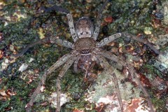 Heteropoda venatoria