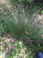 Aristida junciformis