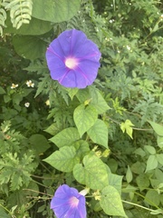 Ipomoea mitchelliae