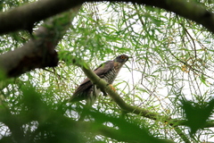 Hierococcyx sparverioides