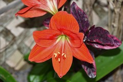 Hippeastrum striatum