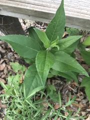 Silphium integrifolium