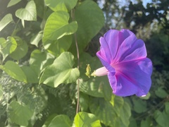 Ipomoea mitchelliae