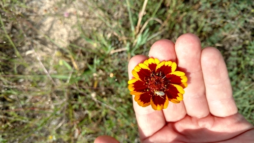 Image of Thelesperma burridgeanum by (c) Cleveland Powell, some rights reserved (CC BY)