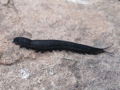 Peripatopsis capensis