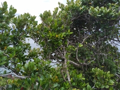 Sideroxylon inerme inerme