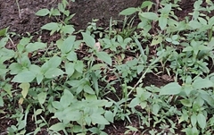 Synedrella nodiflora