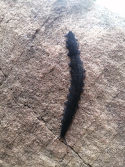 Peripatopsis capensis