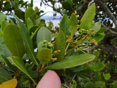 Sideroxylon inerme inerme
