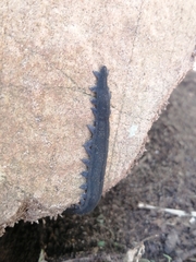 Peripatopsis capensis