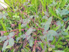 Mimosa pudica