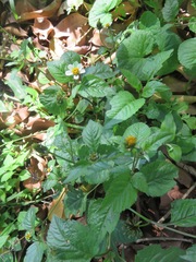Bidens biternata