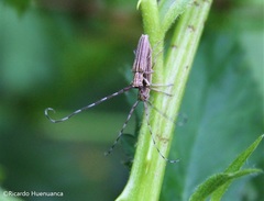 Emphytoecia lineolata