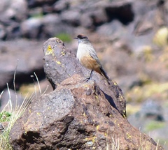 Muscisaxicola capistratus