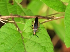 Hemithyrsocera histrio