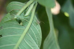 Oxyopes