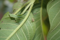 Oxyopes