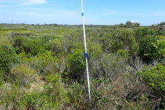 Carpobrotus deliciosus