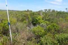 Carpobrotus deliciosus