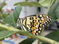 Papilio demoleus