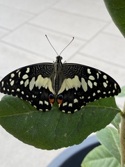 Papilio demoleus