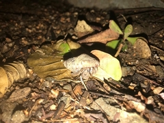 Coenobita compressus