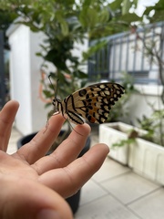 Papilio demoleus