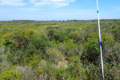 Carpobrotus deliciosus