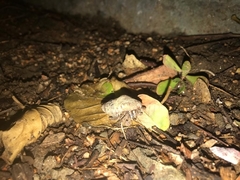 Coenobita compressus