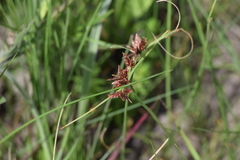 Cyperus semitrifidus
