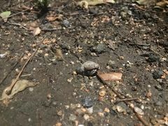 Coenobita compressus