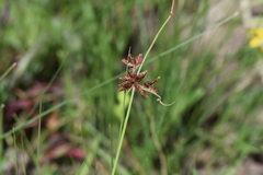 Cyperus semitrifidus