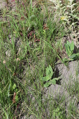 Cyperus semitrifidus