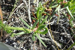 Carpobrotus deliciosus