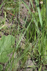 Bulbostylis oritrephes