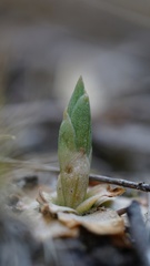 Pterostylis squamata