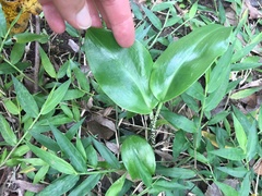 Scadoxus membranaceus
