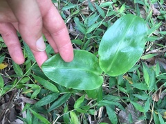 Scadoxus membranaceus