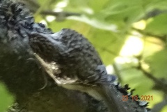 Certhia brachydactyla